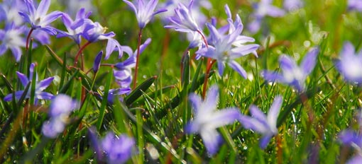 Apfelbaumblüte Blütenfesttagen Wandern in Lana und Umgebung